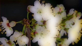 Lens look — BlurSuite effect preview
