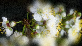 Tilt look — BlurSuite effect preview