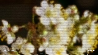 Birthday 1999 look — Camcorder effect preview