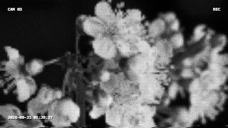 Security Cam look — Camcorder effect preview
