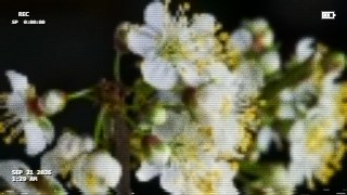 VHS REC look — Camcorder effect preview