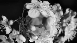 Mono Lens look — Fisheye effect preview