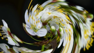 Swirl look — Fisheye effect preview
