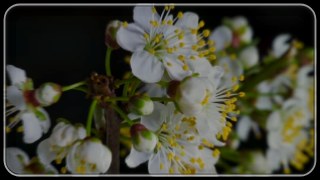 Window look — Glassify effect preview