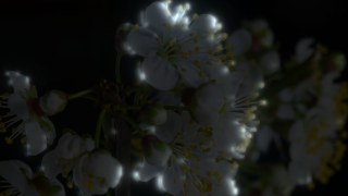 Cold Spirit look — Lumina effect preview