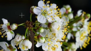 Minimal look — ImageTrack effect preview