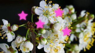 Sticker look — ImageTrack effect preview