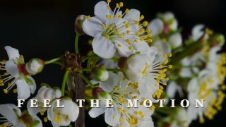 Cinematic Fade look — Kinetic Type effect preview