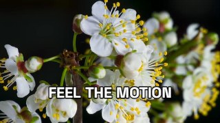 Pop Captions look — Kinetic Type effect preview