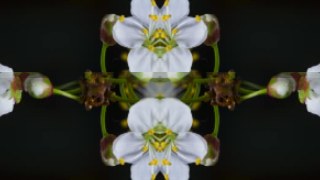 Butterfly look — Mirror effect preview