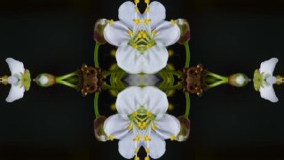 Kaleido Quad look — Mirror effect preview