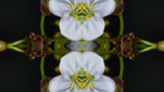 Zoom Quad look — Mirror effect preview