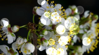 Bokeh Lights look — Particles effect preview