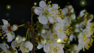 Fireflies look — Particles effect preview