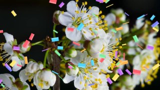 Motion Burst look — Particles effect preview