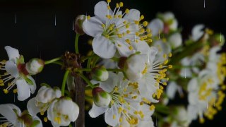 Night Rain look — Particles effect preview