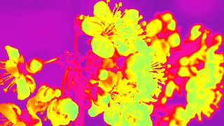 Neon look — ReColor effect preview