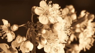 Sepia look — ReColor effect preview