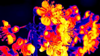 Thermal look — ReColor effect preview