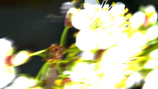 Ghost Trails look — SlitScan effect preview