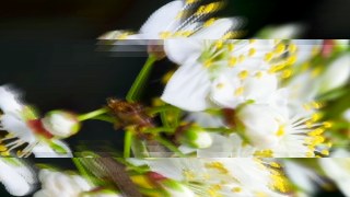 Liquid Mirror look — SlitScan effect preview