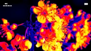 Thermal REC vibe — ReColor + Camcorder